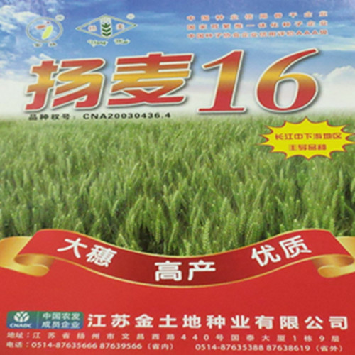 Attachment 杨麦16 副本